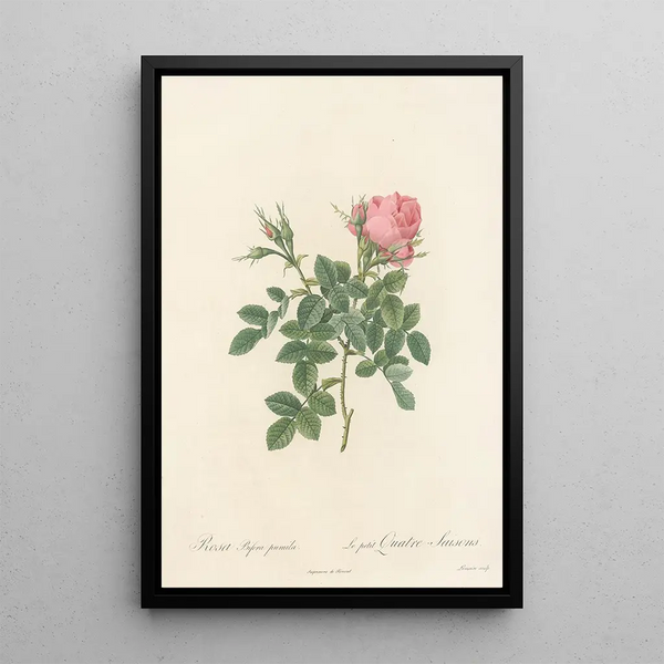 Rosa Bifera Pumila - Pierre Joseph Redouté — ingelijst kunstwerk aan de muur