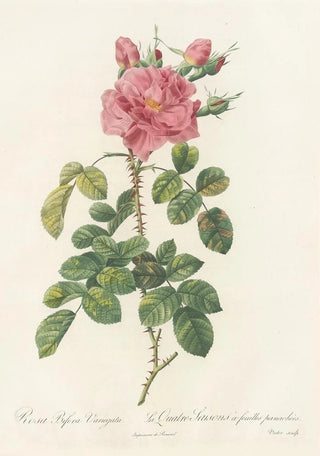 Pierre Joseph Redout - Rosa Bifera Variegata.webp