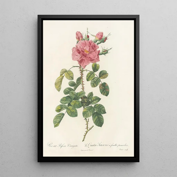 Rosa Bifera Variegata - Pierre Joseph Redouté — ingelijst kunstwerk aan de muur