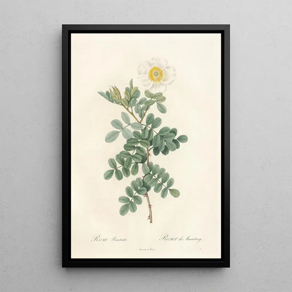 Rosa Bracteata - Pierre Joseph Redouté — ingelijst kunstwerk aan de muur