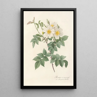 Pierre Joseph Redout - Rosa Brevistyla Leucochroa.webp