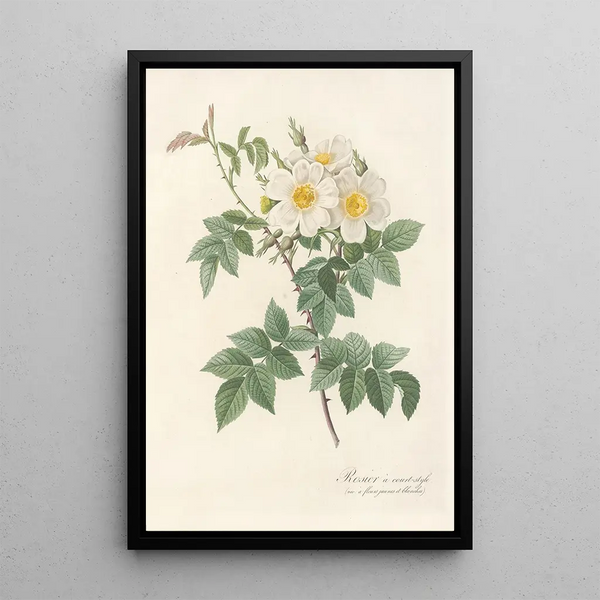 Rosa Brevistyla Leucochroa - Pierre Joseph Redouté — ingelijst kunstwerk aan de muur