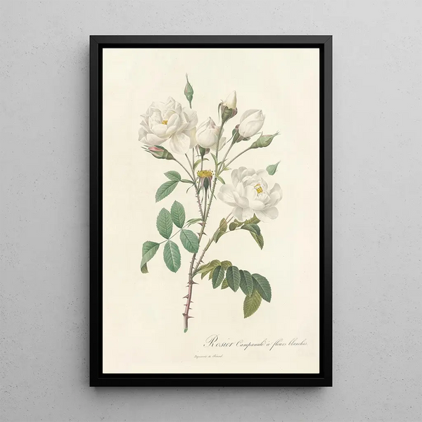 Rosa Campanulata Alba - Pierre Joseph Redouté — ingelijst kunstwerk aan de muur