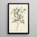 Rosa Candolleana Elegans - Pierre Joseph Redouté — ingelijst kunstwerk aan de muur
