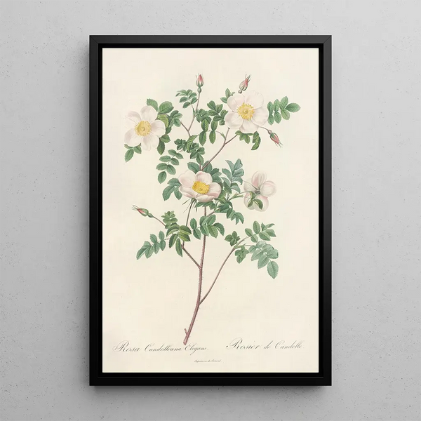 Rosa Candolleana Elegans - Pierre Joseph Redouté — ingelijst kunstwerk aan de muur