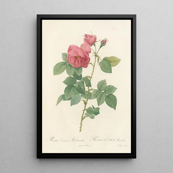 Rosa Canina Burboniana - Pierre Joseph Redouté — ingelijst kunstwerk aan de muur