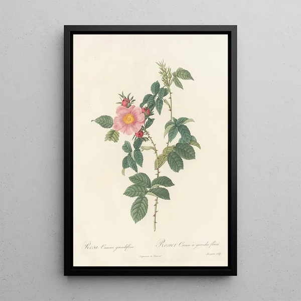Rosa Canina Grandiflora - Pierre Joseph Redouté — ingelijst kunstwerk aan de muur