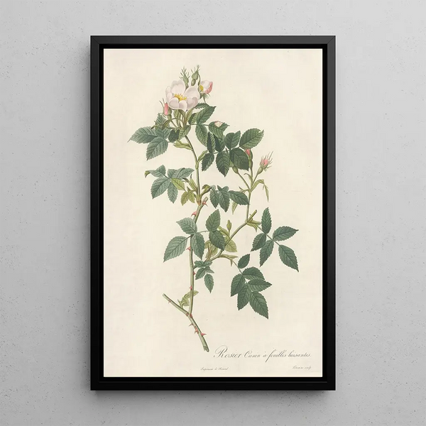 Rosa Canina Nitens - Pierre Joseph Redouté — ingelijst kunstwerk aan de muur