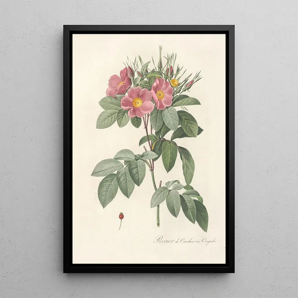 Rosa Carolina Corymbosa - Pierre Joseph Redouté — ingelijst kunstwerk aan de muur