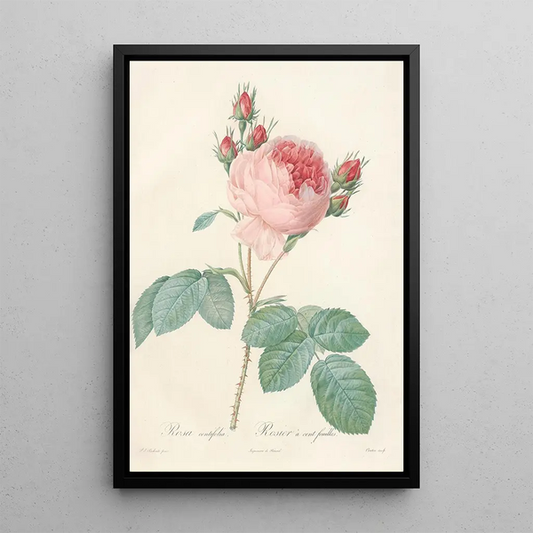 Rosa Centifolia - Pierre Joseph Redouté — ingelijst kunstwerk aan de muur