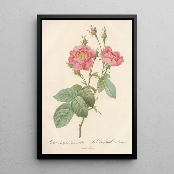 Rosa Centifolia Anemonoides - Pierre Joseph Redouté — ingelijst kunstwerk aan de muur