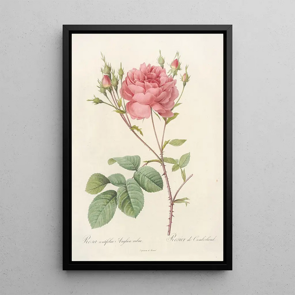 Rosa Centifolia Anglica Rubra - Pierre Joseph Redouté — ingelijst kunstwerk aan de muur