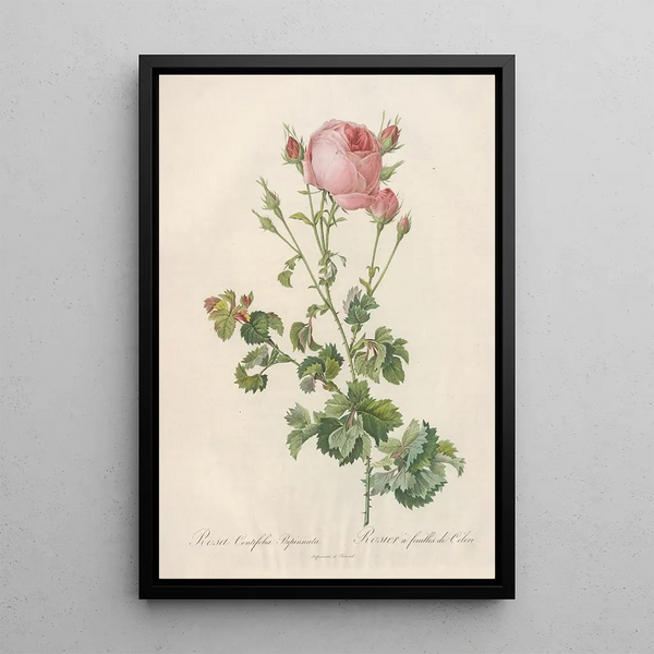 Rosa Centifolia Bipinnata - Pierre Joseph Redouté — ingelijst kunstwerk aan de muur