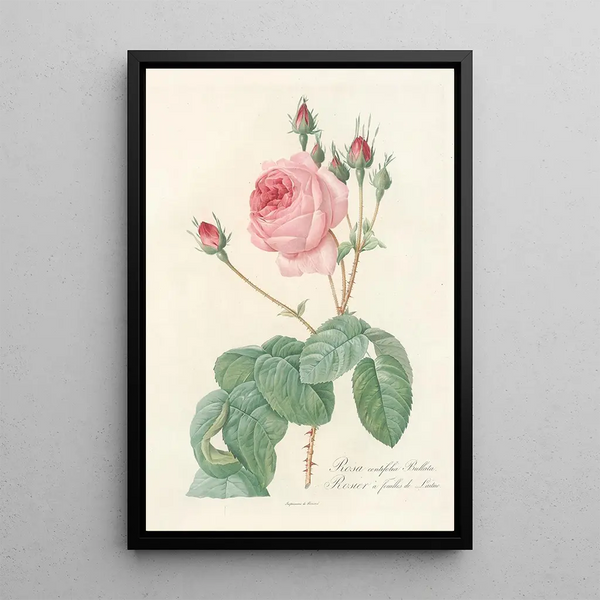 Rosa Centifolia Bullata - Pierre Joseph Redouté — ingelijst kunstwerk aan de muur