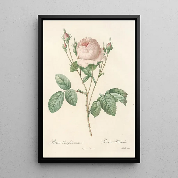Rosa Centifolia Carnea - Pierre Joseph Redouté — ingelijst kunstwerk aan de muur