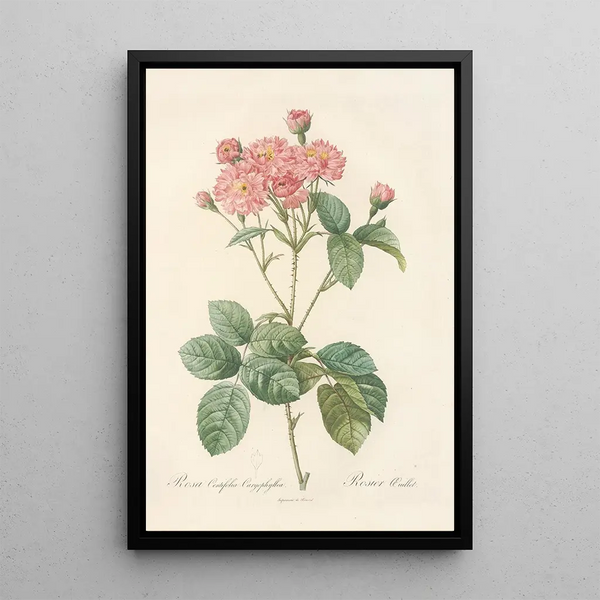 Rosa Centifolia Caryophyllea - Pierre Joseph Redouté — ingelijst kunstwerk aan de muur