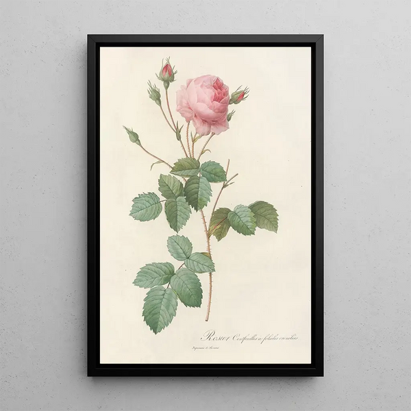 Rosa Centifolia Crenata - Pierre Joseph Redouté — ingelijst kunstwerk aan de muur