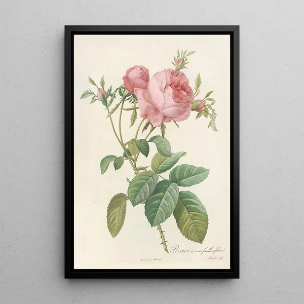 Rosa Centifolia Foliacea - Pierre Joseph Redouté — ingelijst kunstwerk aan de muur