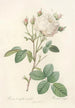 Rosa Centifolia Mutabilis - Pierre Joseph Redouté — weergave van het kunstwerk