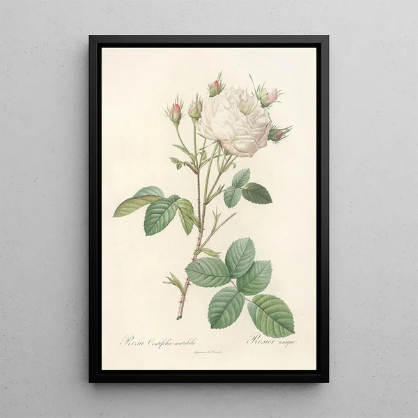 Rosa Centifolia Mutabilis - Pierre Joseph Redouté — ingelijst kunstwerk aan de muur