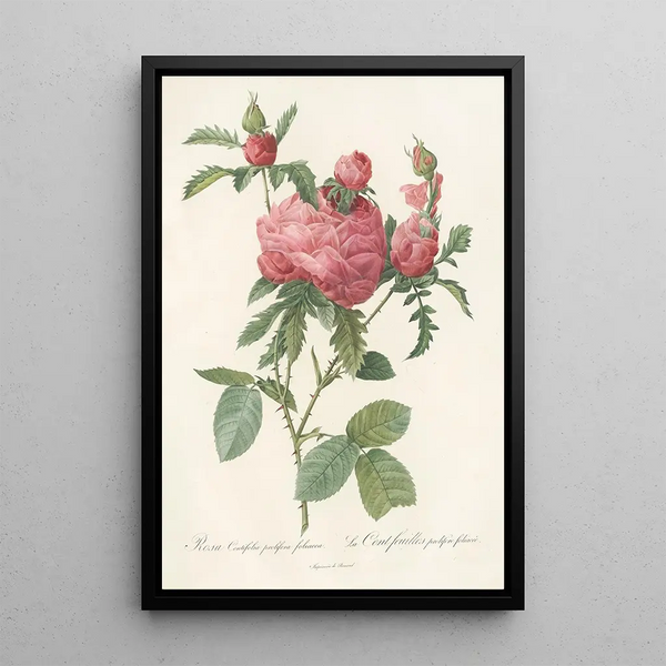 Rosa Centifolia Prolifera Foliacea - Pierre Joseph Redouté — ingelijst kunstwerk aan de muur