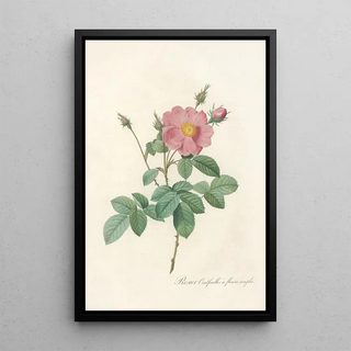 Pierre Joseph Redout - Rosa Centifolia Simplex.webp