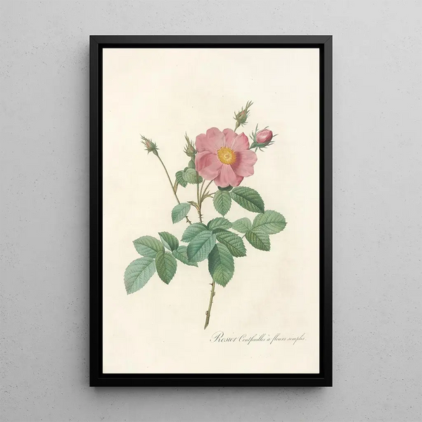Rosa Centifolia Simplex - Pierre Joseph Redouté — ingelijst kunstwerk aan de muur