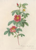 Rosa Cinnamomea Flore Simplici - Pierre Joseph Redouté — weergave van het kunstwerk