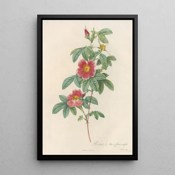 Rosa Cinnamomea Flore Simplici - Pierre Joseph Redouté — ingelijst kunstwerk aan de muur