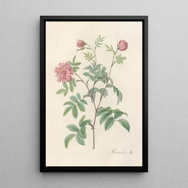 Rosa Cinnamomea Maialis - Pierre Joseph Redouté — ingelijst kunstwerk aan de muur