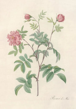 Pierre Joseph Redout - Rosa Cinnamomea Maialis.webp