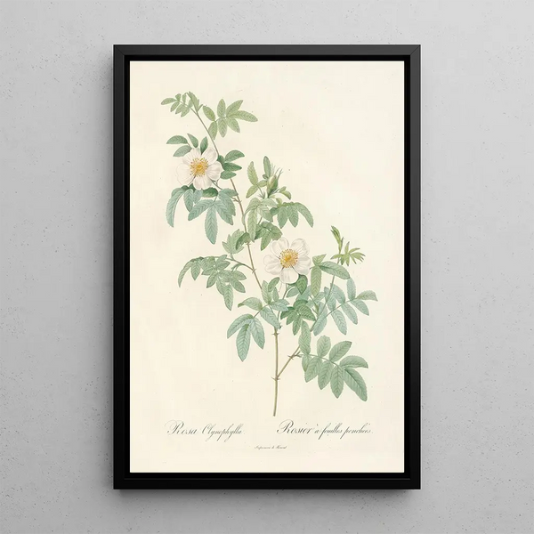 Rosa Clynophylla - Pierre Joseph Redouté — ingelijst kunstwerk aan de muur