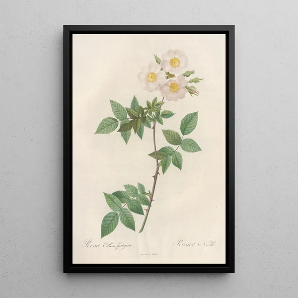 Rosa Collina Fastigiata - Pierre Joseph Redouté — ingelijst kunstwerk aan de muur