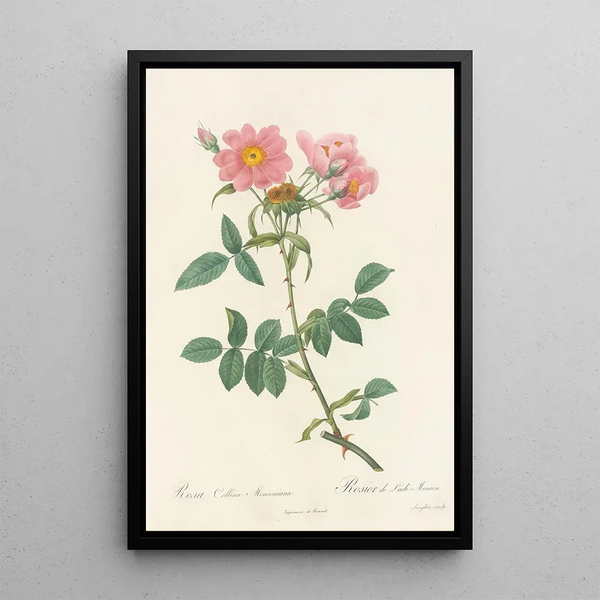Rosa Collina Monsoniana - Pierre Joseph Redouté — ingelijst kunstwerk aan de muur