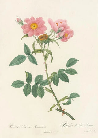 Pierre Joseph Redout - Rosa Collina Monsoniana.webp