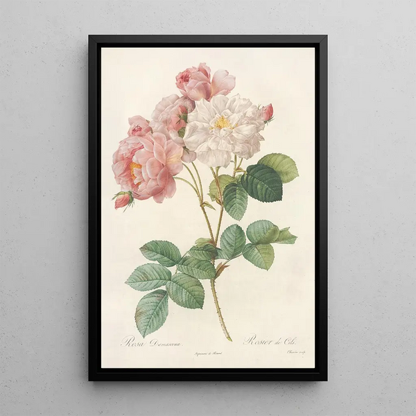 Rosa Damascena - Pierre Joseph Redouté — ingelijst kunstwerk aan de muur