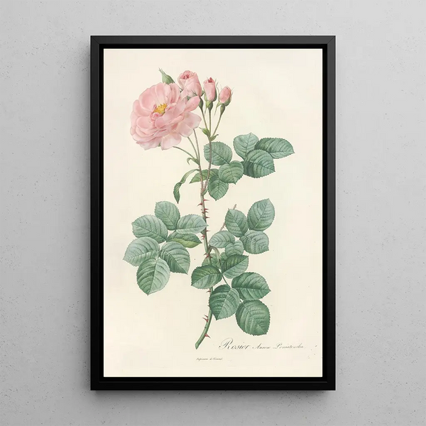 Rosa Damascena Aurora - Pierre Joseph Redouté — ingelijst kunstwerk aan de muur