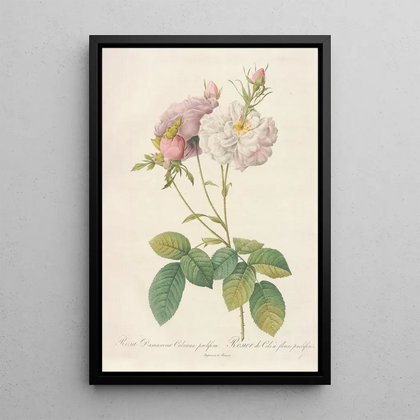 Rosa Damascena Celsiana Prolifera - Pierre Joseph Redouté — ingelijst kunstwerk aan de muur