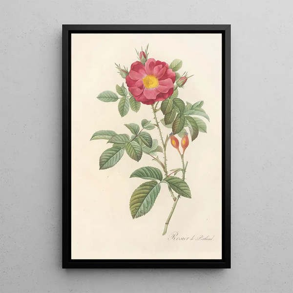 Rosa Damascena Coccinea - Pierre Joseph Redouté — ingelijst kunstwerk aan de muur