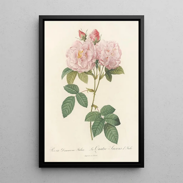 Rosa Damascena Italica - Pierre Joseph Redouté — ingelijst kunstwerk aan de muur
