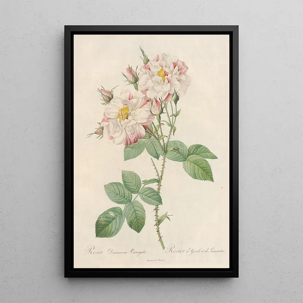 Rosa Damascena Variegata - Pierre Joseph Redouté — ingelijst kunstwerk aan de muur
