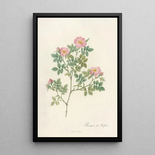 Rosa Dumetorum - Pierre Joseph Redouté — ingelijst kunstwerk aan de muur