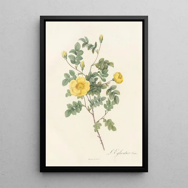 Rosa Eglanteria Luteola - Pierre Joseph Redouté — ingelijst kunstwerk aan de muur