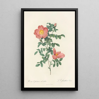 Pierre Joseph Redout - Rosa Eglanteria Sub Rubra.webp