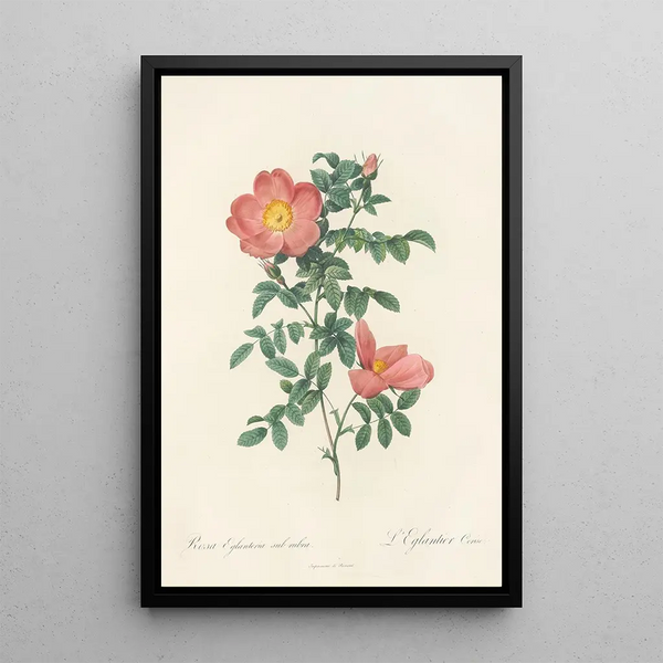 Rosa Eglanteria Sub Rubra - Pierre Joseph Redouté — ingelijst kunstwerk aan de muur