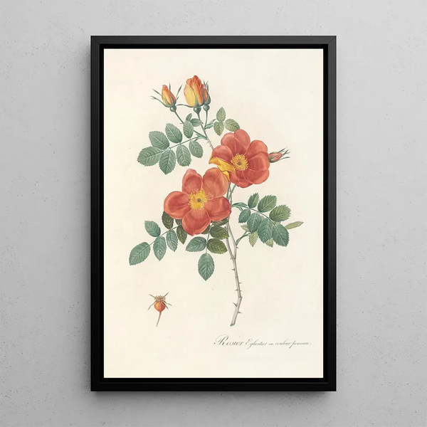 Rosa Eglanteria VarPunicea - Pierre Joseph Redouté — ingelijst kunstwerk aan de muur