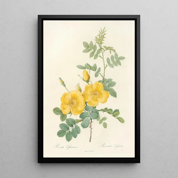 Rosa Eglanteria - Pierre Joseph Redouté — ingelijst kunstwerk aan de muur