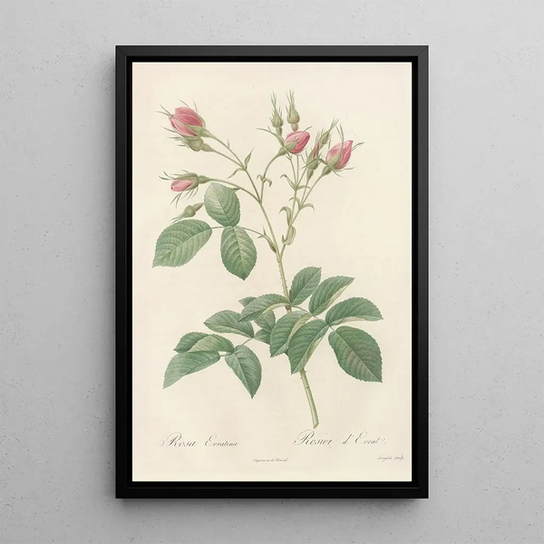 Rosa Evratina - Pierre Joseph Redouté — ingelijst kunstwerk aan de muur