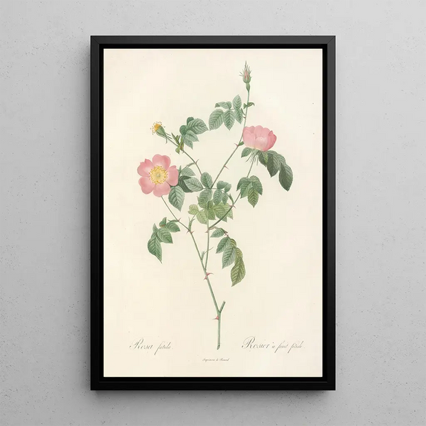Rosa Foetida - Pierre Joseph Redouté — ingelijst kunstwerk aan de muur