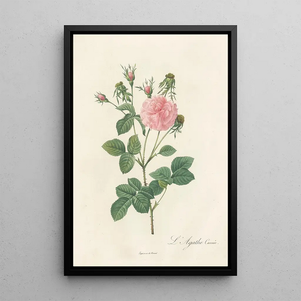 Rosa Gallica Agatha Incarnata - Pierre Joseph Redouté — ingelijst kunstwerk aan de muur